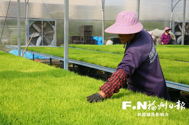 春耕備耕 長樂雪美農業水稻種植基地見聞